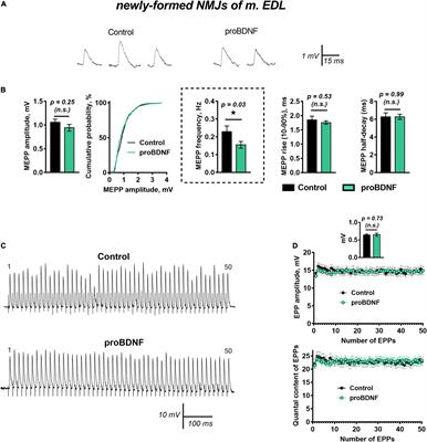 ProBDNF and Brain-Derived Neurotrophic Factor Prodomain Differently Modulate Acetylcholine Release in Regenerating and Mature Mouse Motor Synapses